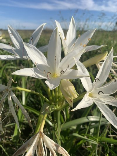 Crinum flaccidum, photographed by Guy Taseski