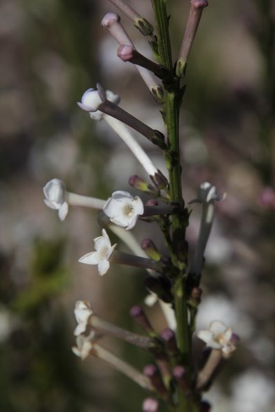 Freylinia brevistyla, photographed by Tony Rebelo
