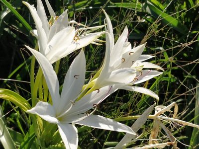 Crinum flaccidum, photographed by Will Cornwell