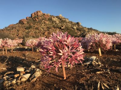 Brunsvigia bosmaniae, photographed by Sam McCarren