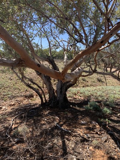 Eucalyptus gillii, photographed by Guy Taseski
