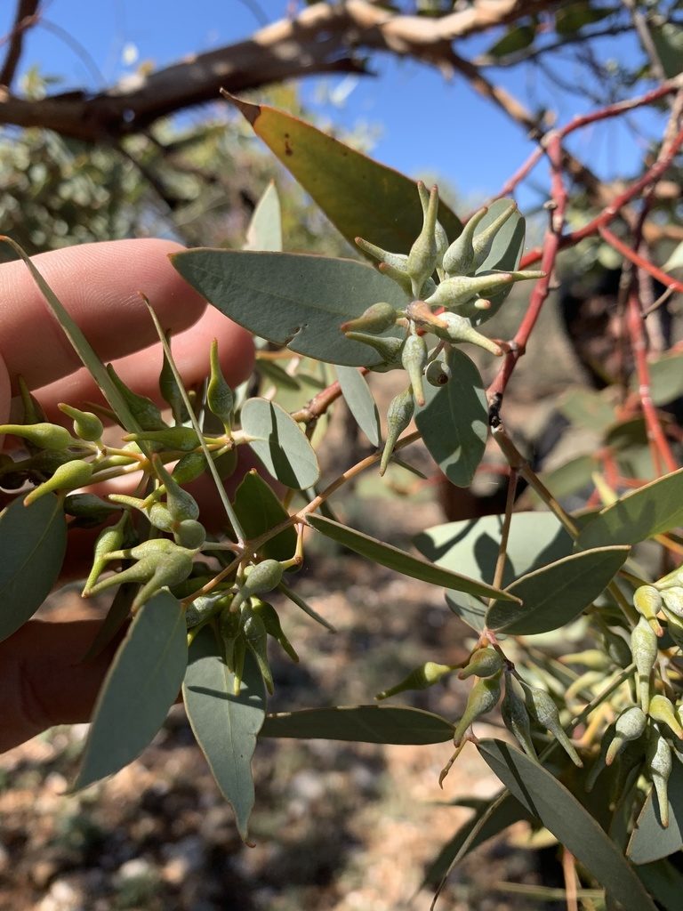 Eucalyptus gillii, photographed by Guy Taseski