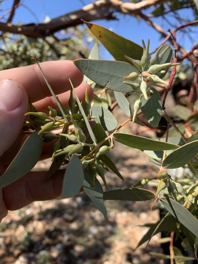 Eucalyptus gillii, photographed by Guy Taseski
