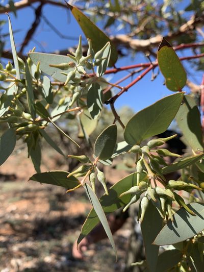 Eucalyptus gillii, photographed by Guy Taseski