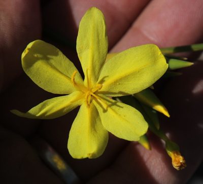 Bobartia longicyma, photographed by Tony Rebelo