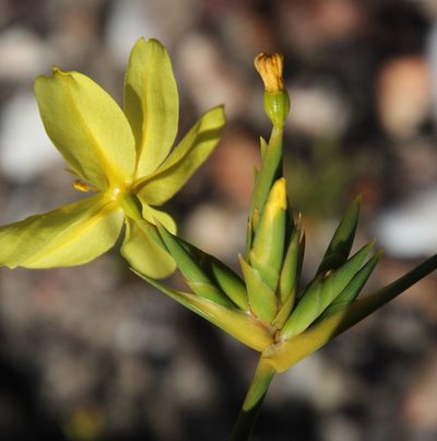 Bobartia longicyma, photographed by Tony Rebelo