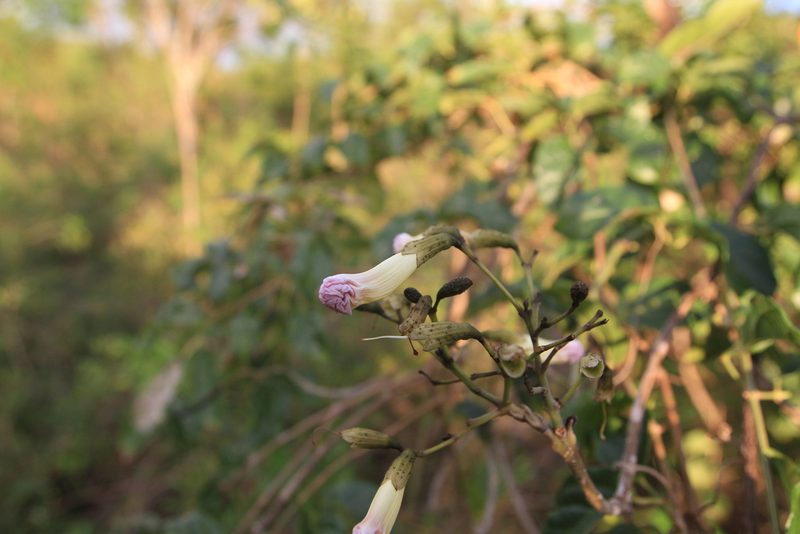 Tabebuia calcicola, photographed by Brian Oakes Haiti Hunter