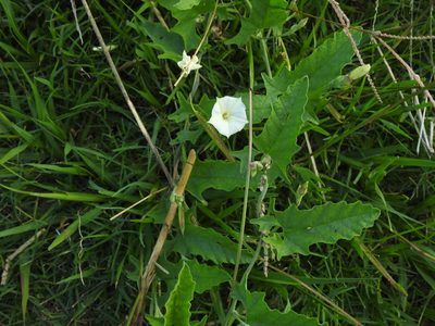 Convolvulus crenatifolius, photographed by Eduardo Luis Beltrocco