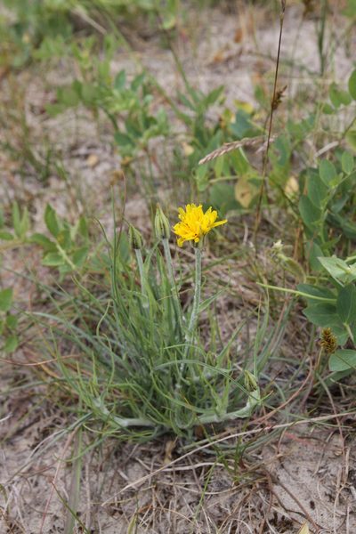Tragopogon heterospermus, photographed by Sigitas Juzėnas