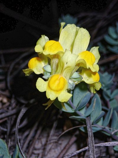 Linaria thymifolia, photographed by Donald Davesne