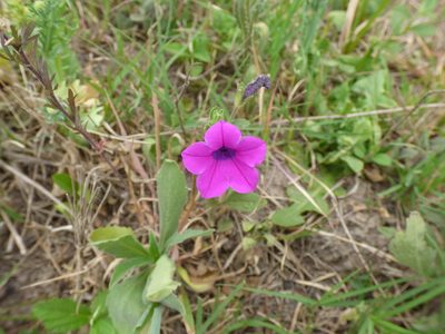 Petunia integrifolia, photographed by María Zeta