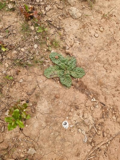 Helminthotheca spinosa, photographed by Igor Lérias