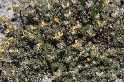 Aspalathus stenophylla, photographed by Tony Rebelo