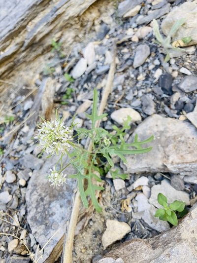 Thelypodium texanum, photographed by River Ahlquist