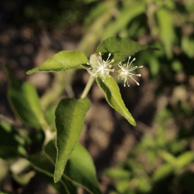 Croton sonorae, photographed by Sue Carnahan