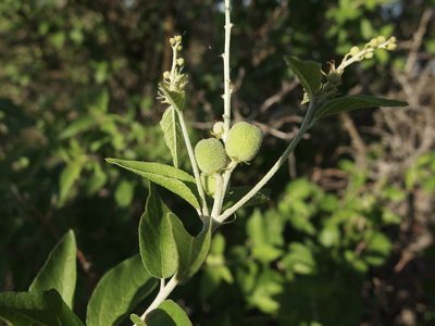 Croton sonorae, photographed by Sue Carnahan