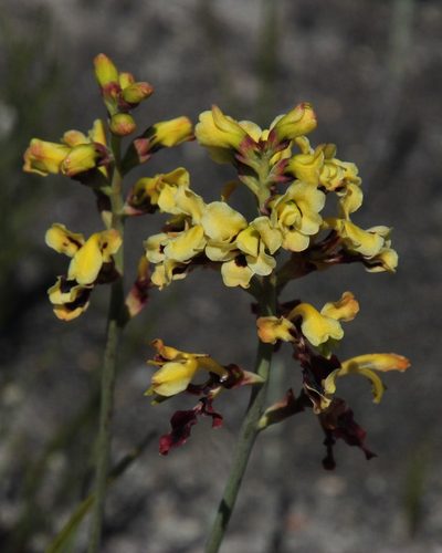 Tritoniopsis parviflora, photographed by Tony Rebelo