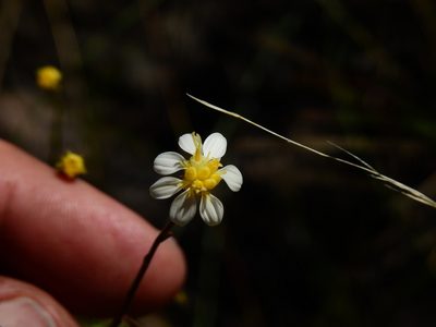 Gutierrezia gilliesii, photographed by Guillermo Debandi