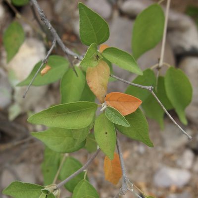 Croton sonorae, photographed by Sue Carnahan