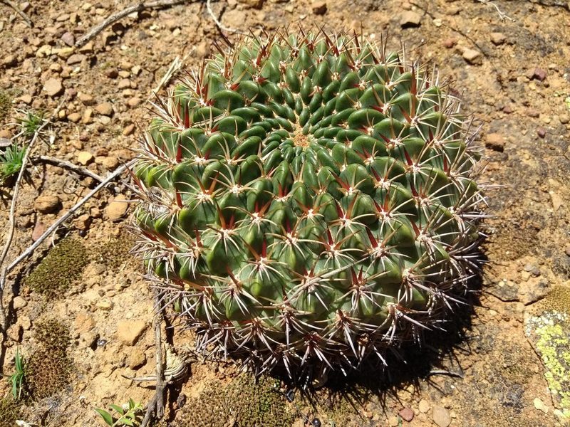 Lobivia cinnabarina, photographed by Naturalist Tours
