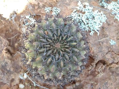 Lobivia cinnabarina, photographed by Naturalist Tours