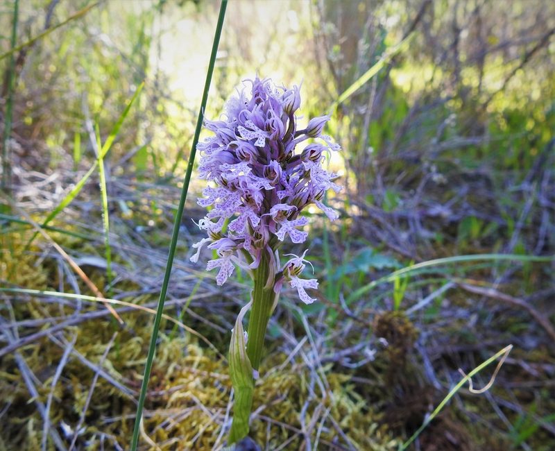 Neotinea conica, photographed by João Gonçalves