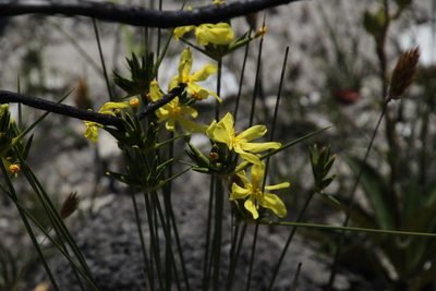 Bobartia longicyma, photographed by Tony Rebelo