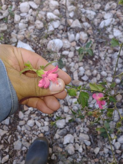 Hibiscus poeppigii, photographed by Juan Cruzado Cortés