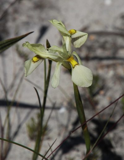 Moraea angusta, photographed by Tony Rebelo
