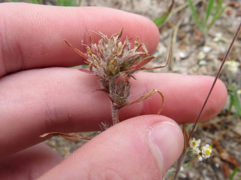 Microcodon glomeratus, photographed by Jeremy Gilmore