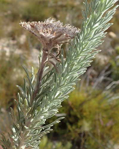 Athanasia pinnata, photographed by Nicola van Berkel