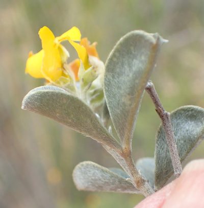 Argyrolobium incanum, photographed by Nicola van Berkel