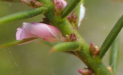 Muraltia juniperifolia, photographed by Nicola van Berkel