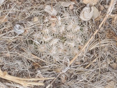 Pediocactus bradyi, photographed by Trevor Harding