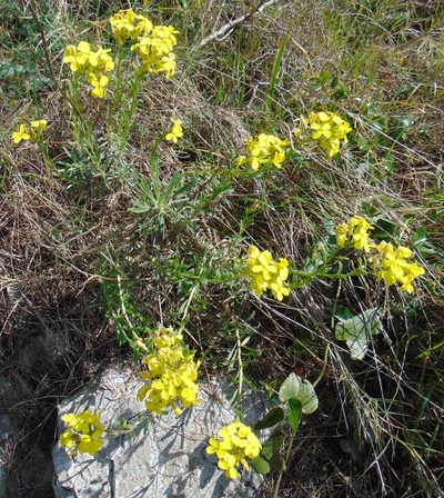 Alyssoides utriculata, photographed by viridian