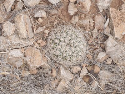 Pediocactus bradyi, photographed by Trevor Harding