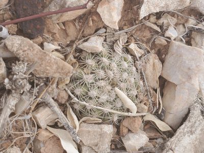 Pediocactus bradyi, photographed by Trevor Harding
