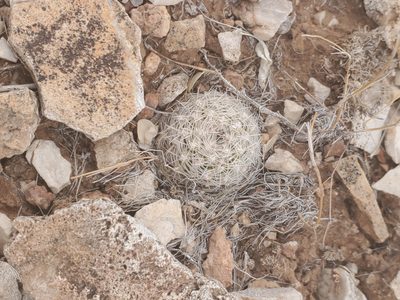 Pediocactus bradyi, photographed by Trevor Harding
