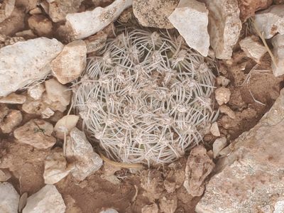 Pediocactus bradyi, photographed by Trevor Harding