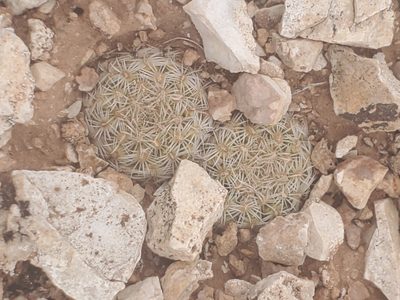 Pediocactus bradyi, photographed by Trevor Harding
