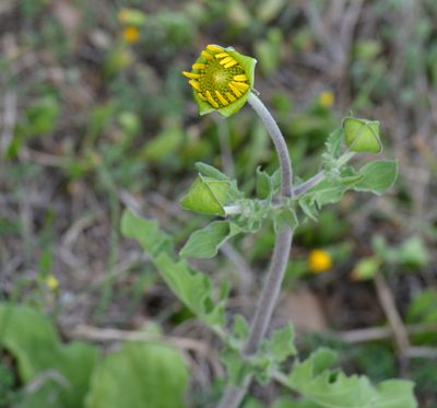 Tetragonotheca repanda, photographed by Wes Copas