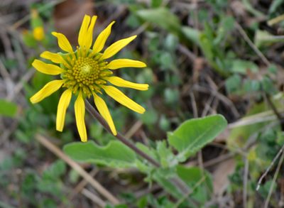 Tetragonotheca repanda, photographed by Wes Copas