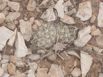 Pediocactus bradyi, photographed by Trevor Harding
