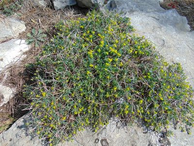 Euphorbia spinosa, photographed by viridian