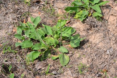 Tetragonotheca repanda, photographed by Wes Copas