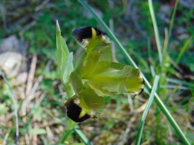 Iris tuberosa, photographed by viridian