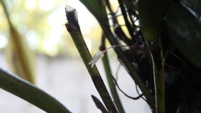 Specklinia digitale, photographed by Victor De la Cruz