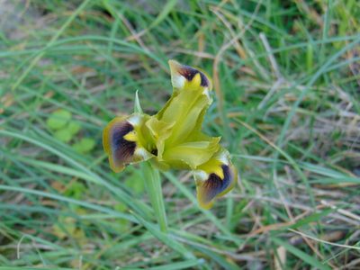 Iris tuberosa, photographed by viridian