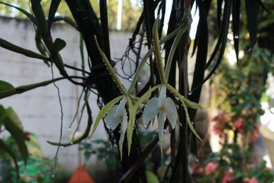 Epidendrum parkinsonianum, photographed by Victor De la Cruz
