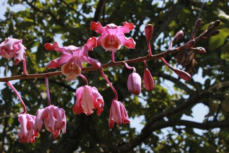 Myrmecophila grandiflora, photographed by Victor De la Cruz